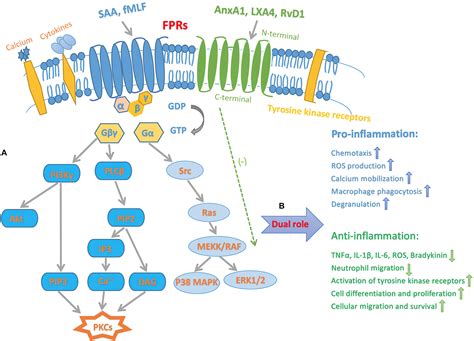 Frontiers | The Role of Formyl Peptide Receptors in Neurological ...