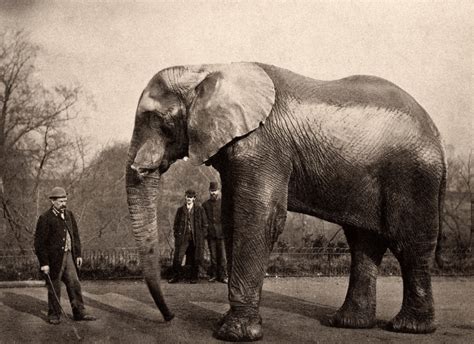 How Jumbo The Elephant Went From "The Greatest Show On Earth" To A ...