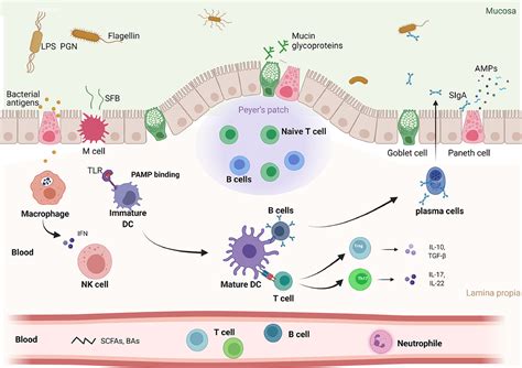 Gut microbiome in modulating immune checkpoint inhibitors - eBioMedicine