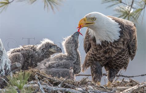 Bald Eagle Feeding Chicks – Tom Murphy Photography