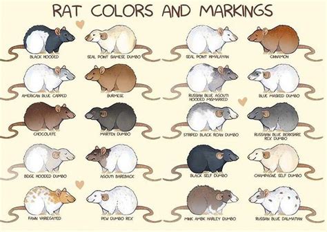 Rat Types and Colors