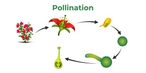 Pollination - Definition, Process, Types, Self Pollination, FAQs