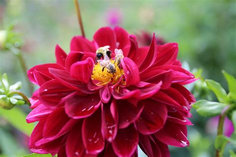 8 Tips for Growing Better Dahlias - Longfield Gardens