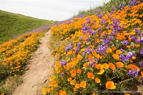 Where to See Wildflowers in Chino Hills State Park - California Through ...