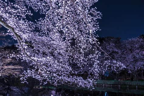 Cherry Blossoms of Inokashira Park Inokashira Park Stock Photo - Image ...