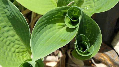 Top 17 Can Hostas Grow In Full Sun