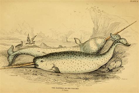 Myth and Matricide: How the Narwhal Got Its Tusk | Smithsonian Center ...