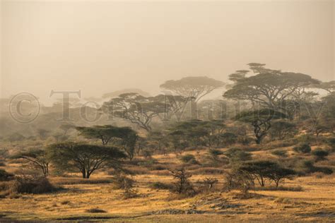 Acacia Tree Sunset – Tom Murphy Photography