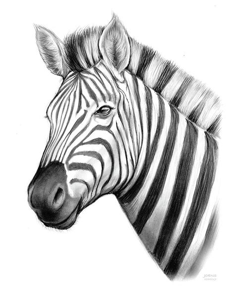 Cool Zebra Drawing