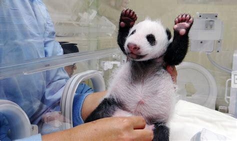 Baby Panda Born At Taipei Zoo, Yuan Zai, Meets Mom For The First Time ...