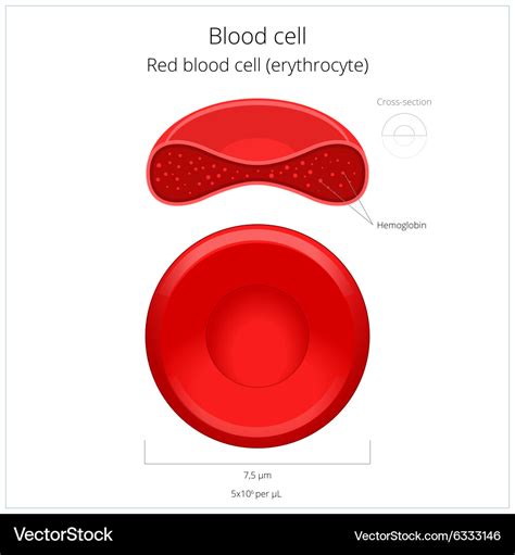 Red Blood Cells Structure Diagram