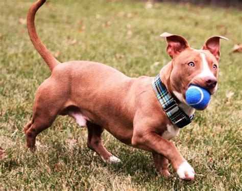 Pitbull Dachshund Mix - A Quick Guide and Facts About Rami The Popular ...