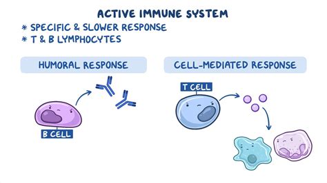 Immune response - Adaptive: Nursing - Biblioteca de Osmosis