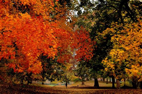 Fall Foliage Unveiled - Prospect Park Alliance