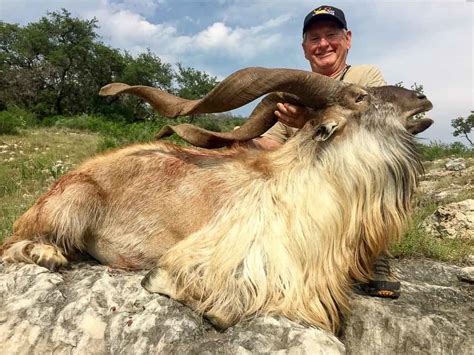 Markhor Hunting | 60+ Species Available for Hunt | Ox Ranch - Texas