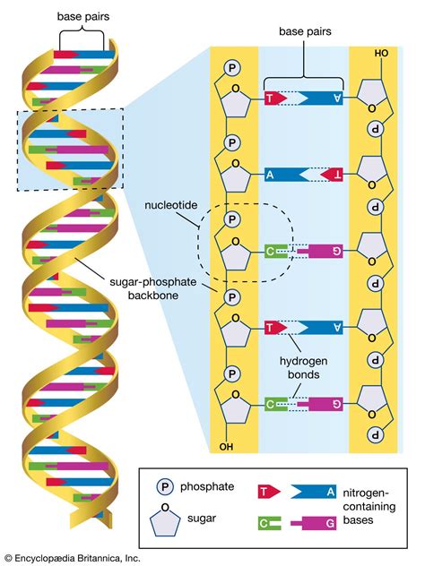 DNA sequencing | Genetics, Technology & Applications | Britannica