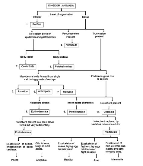 Animal Classification Chart Kingdom Phylum Class Order Family Genus Species