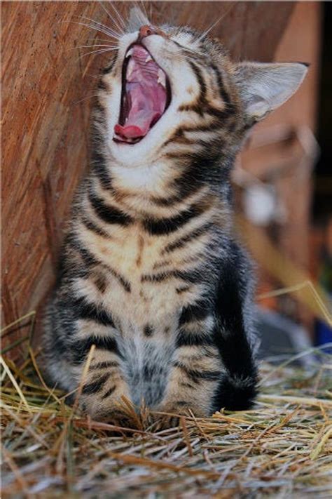 Kitten Yawning Laughing Funny Cute Cat Vibrant Poster Print Paper OR ...