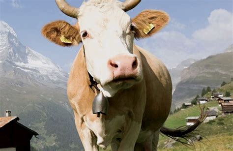 Swiss voters reject initiative to end cow horn removal - Oman Observer