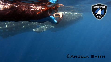 Endangered Whale Shark Conservation Program - Earth Day