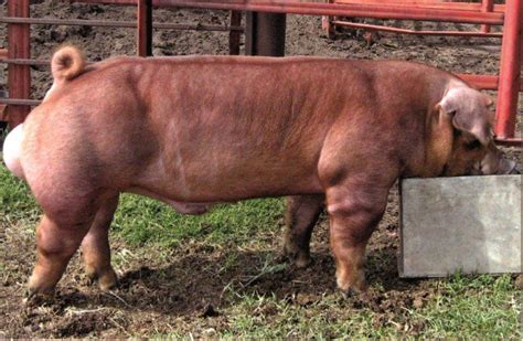 Updated National Barrow Show® Hog College Entries | National Swine Registry