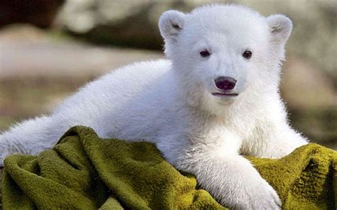 Baby Polar Bear Wallpapers - Wallpaper Cave