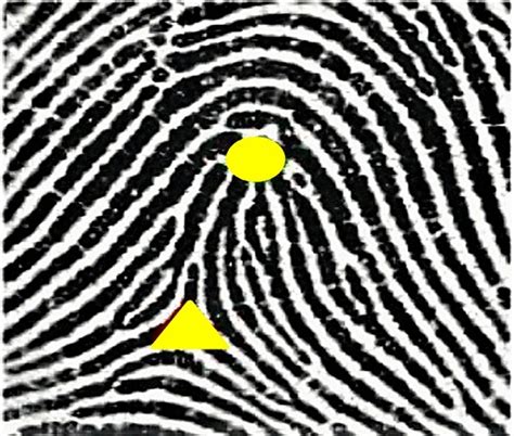 Tented arch fingerprint pattern | Download Scientific Diagram