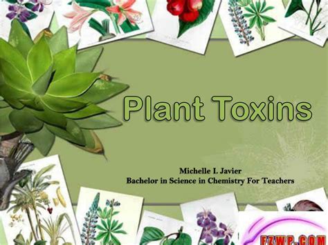 PPT - Plant Toxins PowerPoint Presentation, free download - ID:6494657