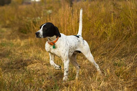 16 Bird Dog Breeds for Avid Hunters