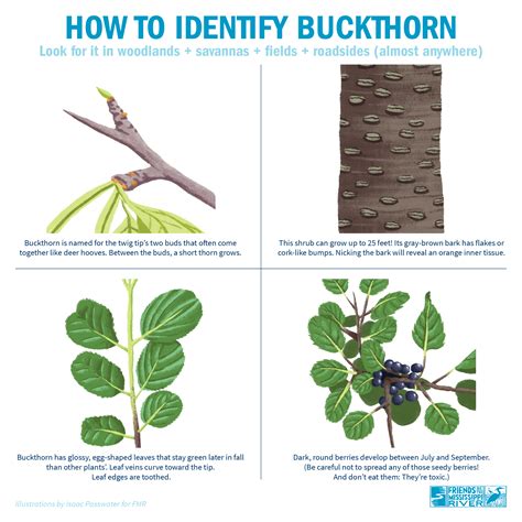 Buckthorn: How can a shrub be so harmful? | Friends of the Mississippi ...