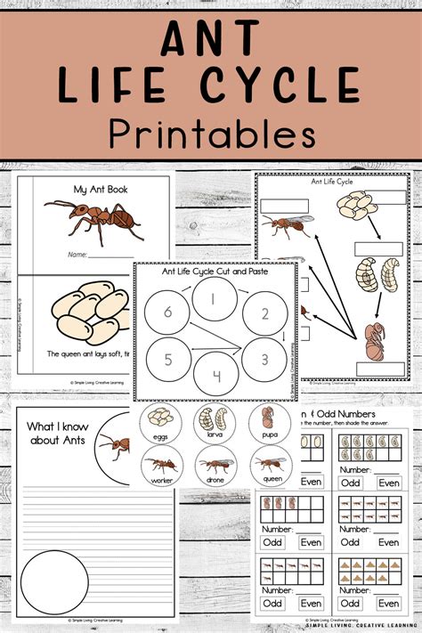 Ant Lifecycle Printable No Prep Preschool Printables | Images and ...