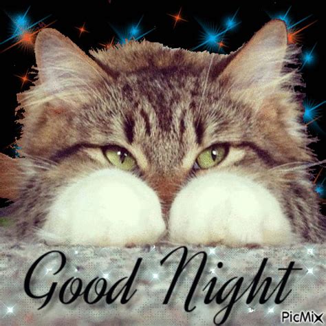 Cat Good Night Gif