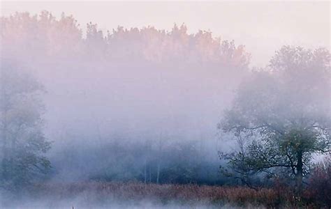 Morning Fog beautiful, fog, tree, graphy, wide screen, nature, morning ...