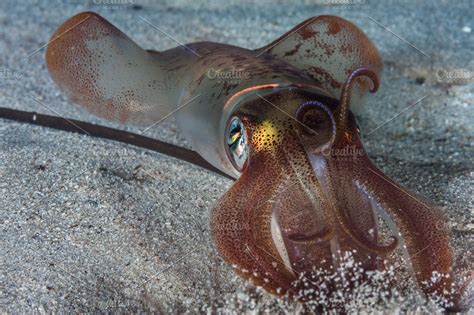 Squid Portrait, Loligo vulgaris | High-Quality Animal Stock Photos ...