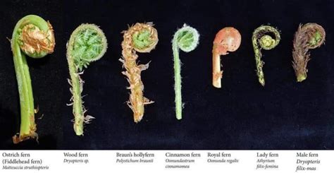 7 Varieties of Fiddlehead Ferns