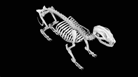 Raccoon Skeleton 3d model Low Poly AR 3d model - Team 3d Yard