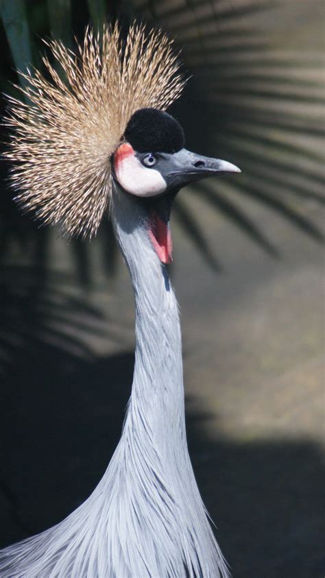 Grey Crowned Crane (Gruidae) | Crane Facts Kingdom: Animalia… | Flickr