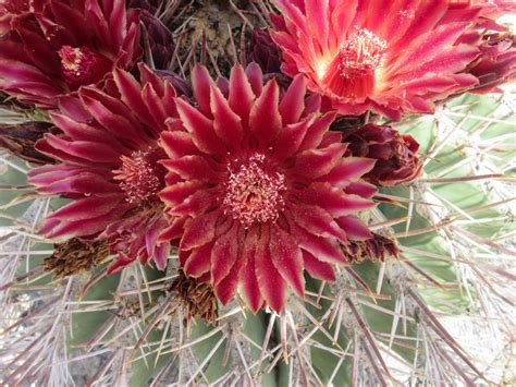 Cannundrums: Sonoran Barrel Cactus