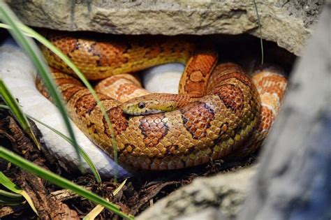 Corn Snake Habitat: What Is the Ideal Tank Setup?