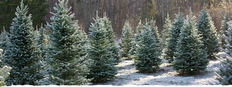 Christmas Trees – Maple Row Farm