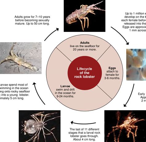 Lobster Life Cycle Diagram