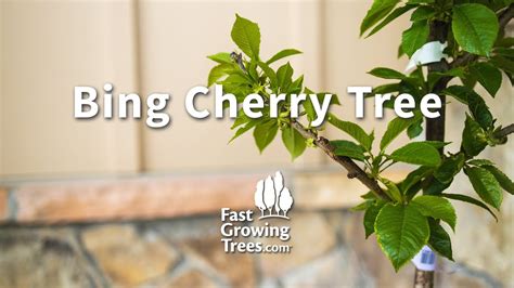 Bing Cherry Tree | FastGrowingTrees.com - YouTube