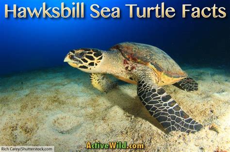 Hawksbill Sea Turtle Facts, Pictures & Information: Critically Endangered