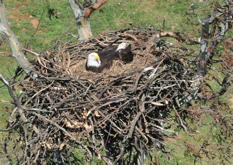 Bald Eagle nest Palomar Mountain, Eagle Nest, San Diego County, Bird ...