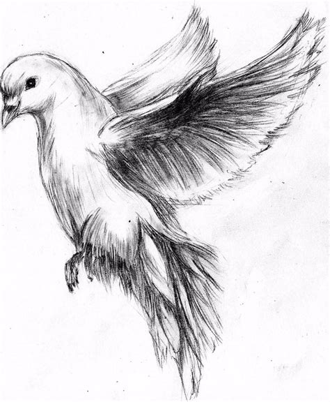 White Dove Sketch at PaintingValley.com | Explore collection of White ...