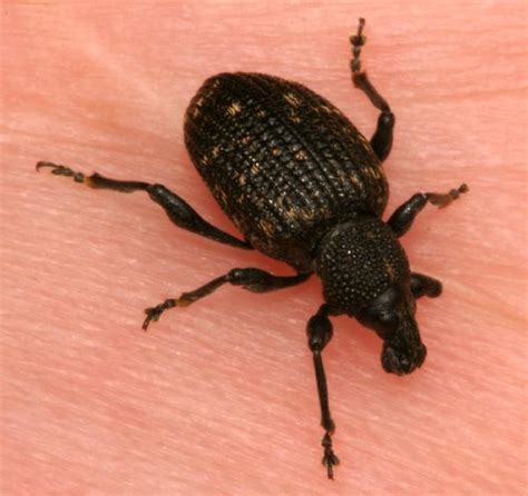 Black Vine Weevil | The Backyard Arthropod Project