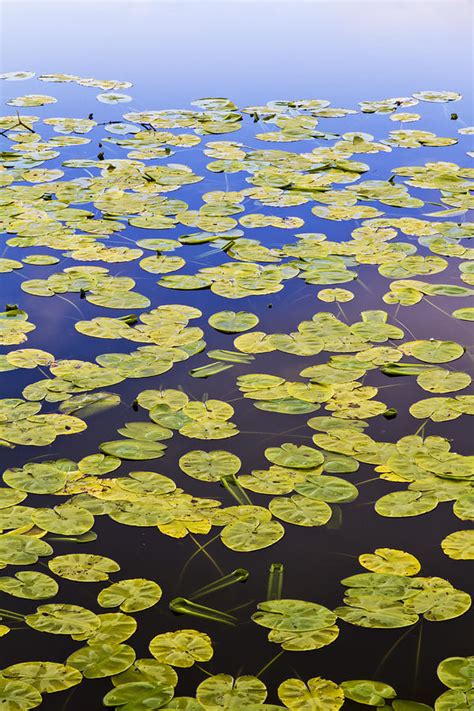 Lily Pad Lake Photograph by David Taylor