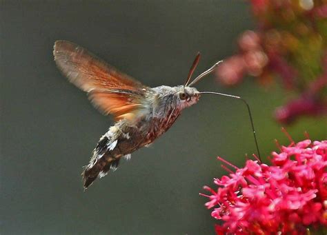 Hummingbird Hawk-moth | Hawk moth, Moth, Hummingbird moth