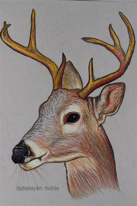 How To Draw A Deer - Colored Pencils - YouTube | Drawings, Pictures to ...