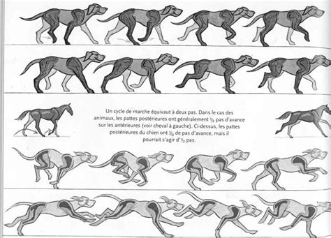 Dog Walking/Running Cycle Animation Sketches, Animation Reference, 3d ...